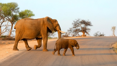 Illegal wildlife trade: if we don’t act today, endangered animals won’t be here tomorrow