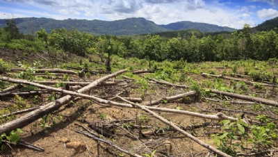 Palm oil: Certified but NOT sustainable