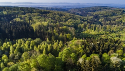A new pathway to stopping deforestation - Vimarsana News
