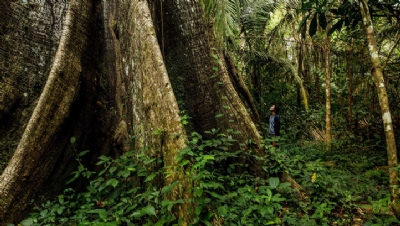 Kingfisher partners with Rainforest Alliance on 'forest positive' commitment - Vimarsana News