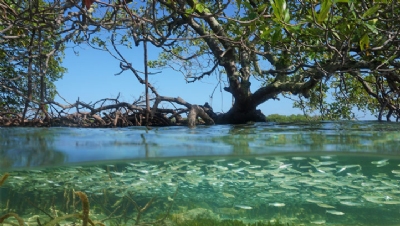 Boris Johnson promises £3bn of climate finance for nature by 2026 - Vimarsana News