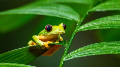 Delivering Paris Agreement could help save most endangered species, report reveals - Vimarsana News