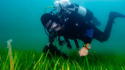 Green Alliance: Nature jobs would benefit UK regions hit hardest by unemployment - Vimarsana News