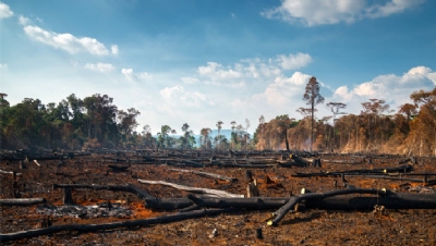 From Aldi to Waitrose: UK food giants threaten to boycott Brazilian suppliers over deforestation - Vimarsana News