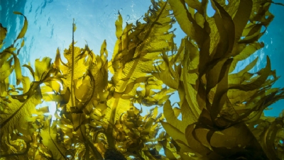 Carbon-sequestering kelp: Sussex councils team up for major natural capital project - Vimarsana News
