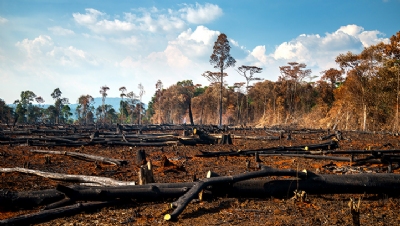Banks linked to $800bn in annual nature destruction, report warns - Vimarsana News