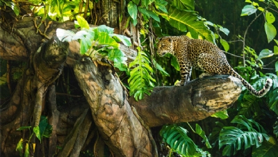 Commitment to halt nature loss not enough, big businesses warn world leaders - Vimarsana News
