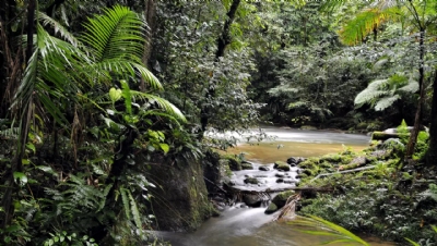 HP increases $11m forests pledge to $80m, in bid to restore one million acres - Vimarsana News