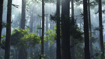 From greenwash to supply squeezes: How COP26 changed the nature-based solutions market - Vimarsana News