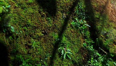 Beta framework launched on nature-related financial disclosures - Vimarsana News